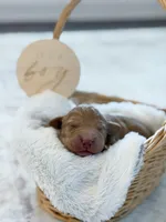 Ollie , a female Labradoodle for sale in Amelia Court House, VA – Photo 3 of 7