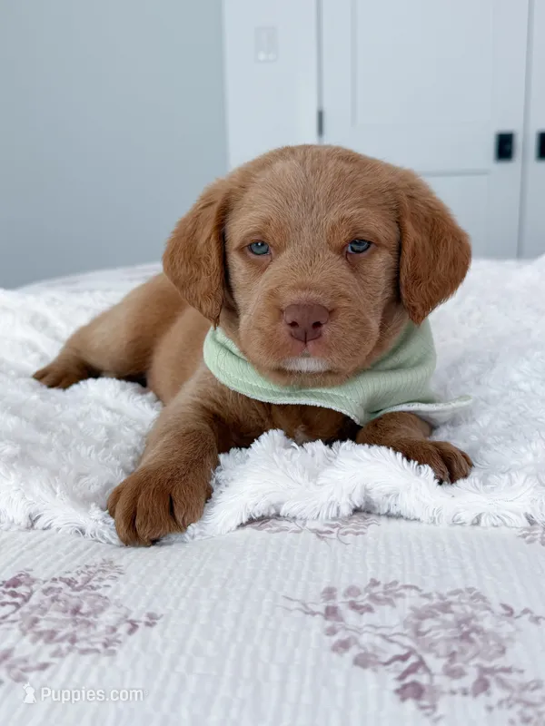 Ollie  – Labradoodle puppy for sale in Amelia Court House, VA