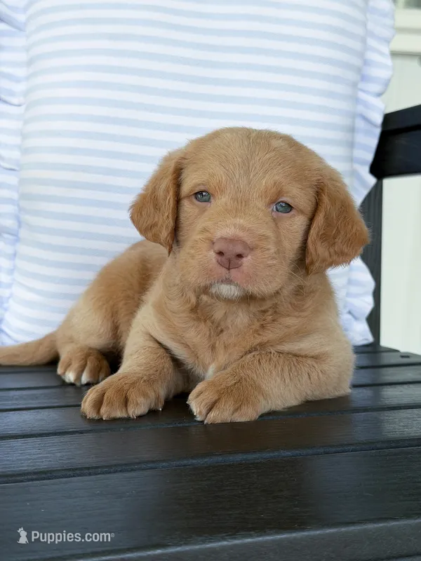 Ollie  – Labradoodle puppy for sale in Amelia Court House, VA