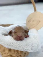 Ollie , a female Labradoodle for sale in Amelia Court House, VA – Photo 1 of 7