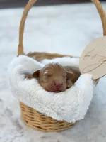 Ollie , a female Labradoodle for sale in Amelia Court House, VA – Photo 4 of 7