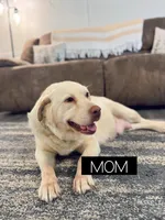 Ollie , a female Labradoodle for sale in Amelia Court House, VA – Photo 6 of 7