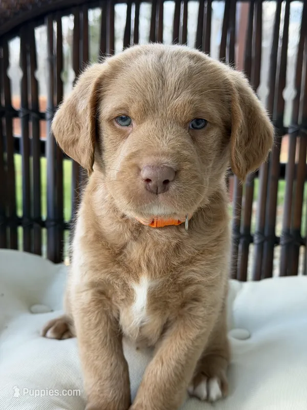 Ollie  – Labradoodle puppy for sale in Amelia Court House, VA