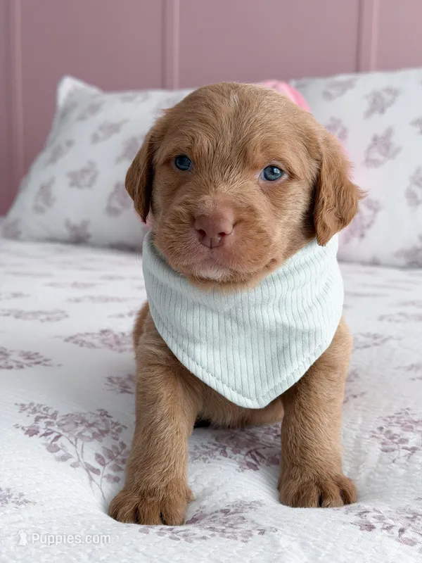 Ollie  – Labradoodle puppy for sale in Amelia Court House, VA