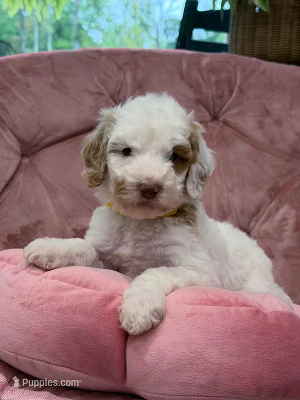 Wren – Goldendoodle puppy for sale in Amelia Court House, VA