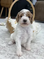 Sage , a female Goldendoodle for sale in Amelia Court House, VA – 6 of 10