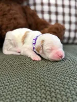 Willow , a female Goldendoodle for sale in Amelia Court House, VA – 2 of 5