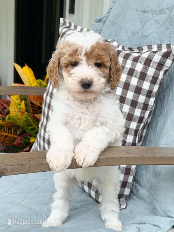 Sage  – Goldendoodle puppy for sale in Amelia Court House, VA