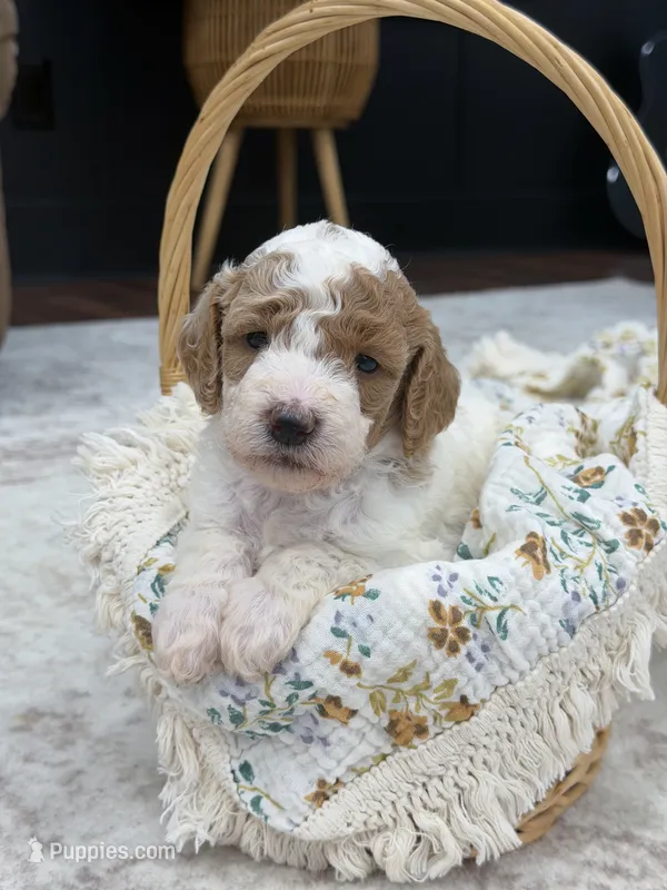 Sage  – Goldendoodle puppy for sale in Amelia Court House, VA