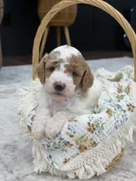Sage , a female Goldendoodle for sale in Amelia Court House, VA – 1 of 10