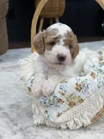 Sage , a female Goldendoodle for sale in Amelia Court House, VA – 2 of 10