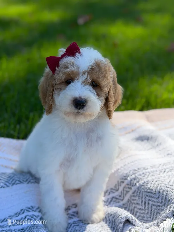 Sage  – Goldendoodle puppy for sale in Amelia Court House, VA
