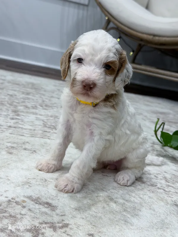 Wren – Goldendoodle puppy for sale in Amelia Court House, VA