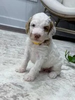 Wren, a female Goldendoodle for sale in Amelia Court House, VA – 1 of 7
