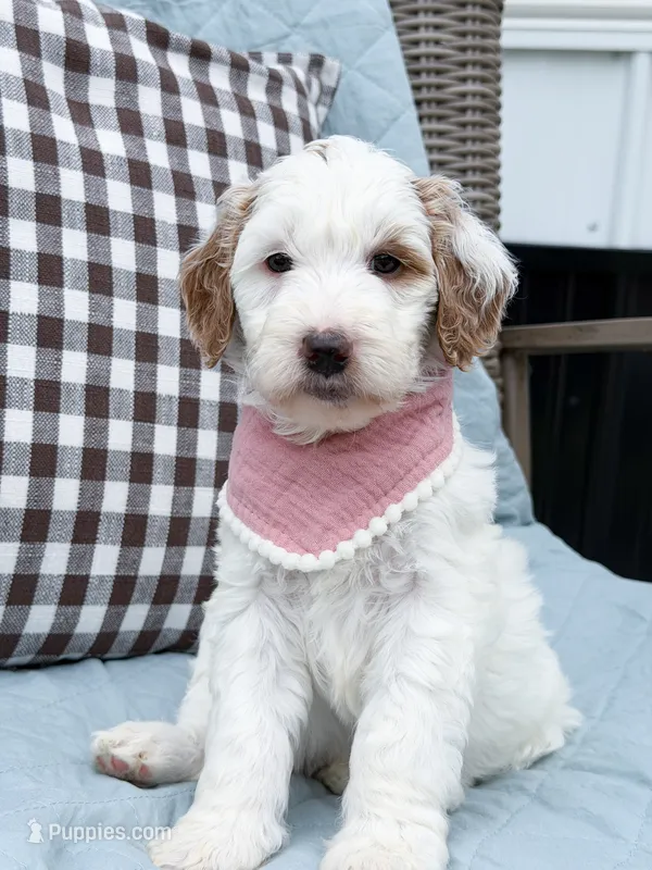 Skye – Goldendoodle puppy for sale in Amelia Court House, VA