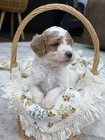 Sage , a female Goldendoodle for sale in Amelia Court House, VA – 5 of 10