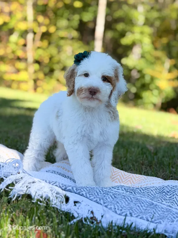 Wren – Goldendoodle puppy for sale in Amelia Court House, VA