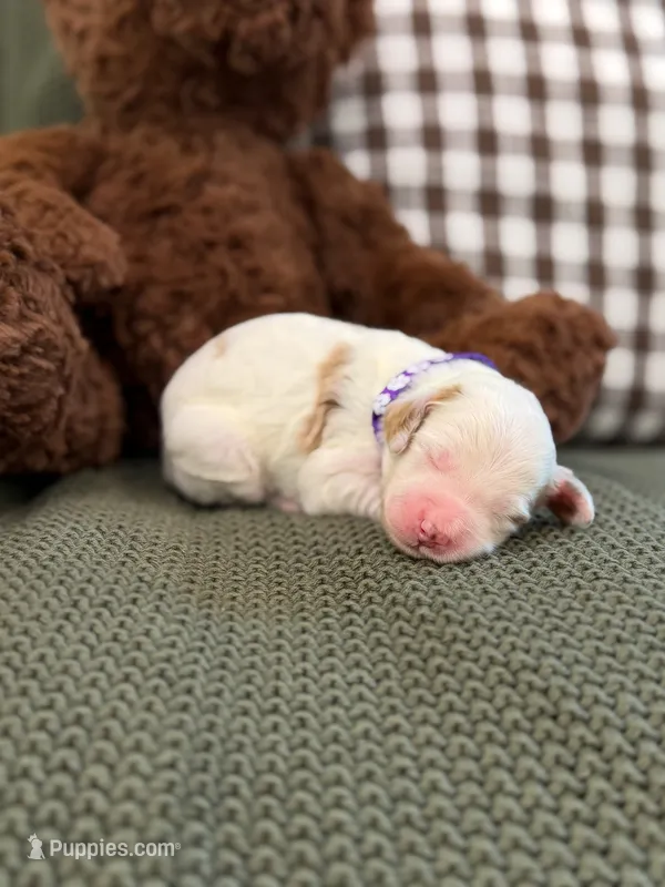 Willow  – Goldendoodle puppy on hold in Amelia Court House, VA