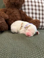 Willow , a female Goldendoodle for sale in Amelia Court House, VA – 1 of 5
