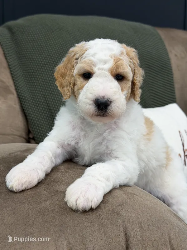 Ranger – Goldendoodle puppy for sale in Amelia Court House, VA