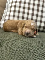 Riley, a male Goldendoodle for sale in Amelia Court House, VA – 2 of 7