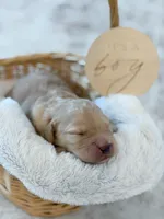 Remi, a female Labradoodle for sale in Amelia Court House, VA – Photo 2 of 7