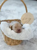 Remi, a female Labradoodle for sale in Amelia Court House, VA – Photo 3 of 7