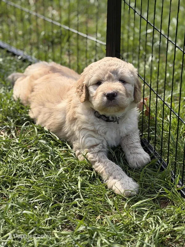 Remi – Labradoodle puppy for sale in Amelia Court House, VA