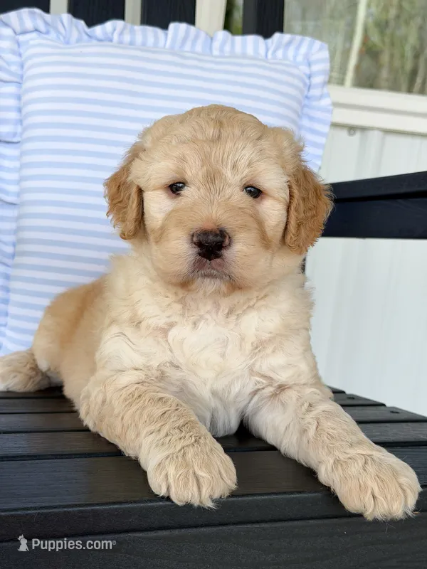Remi – Labradoodle puppy for sale in Amelia Court House, VA