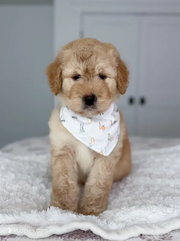 Remi – Labradoodle puppy for sale in Amelia Court House, VA