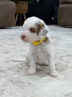 Wren, a female Goldendoodle for sale in Amelia Court House, VA – 5 of 7