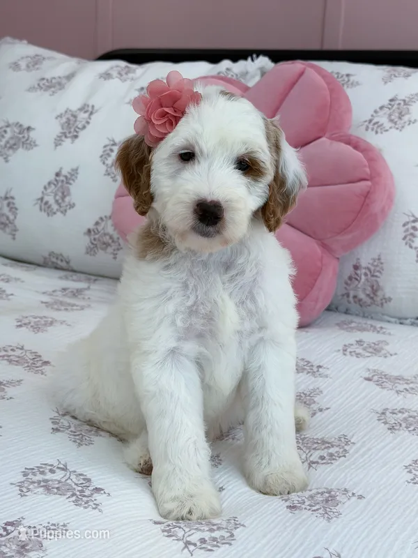 Skye – Goldendoodle puppy for sale in Amelia Court House, VA