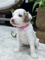 Skye, a female Goldendoodle for sale in Amelia Court House, VA – 8 of 10