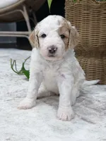 Canyon , a male Goldendoodle for sale in Amelia Court House, VA – 4 of 9