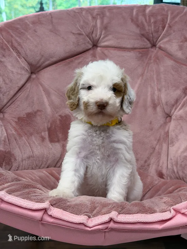 Wren – Goldendoodle puppy for sale in Amelia Court House, VA