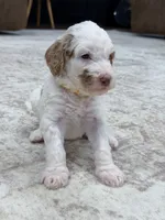 Wren, a female Goldendoodle for sale in Amelia Court House, VA – 3 of 7