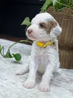 Wren, a female Goldendoodle for sale in Amelia Court House, VA – 4 of 7