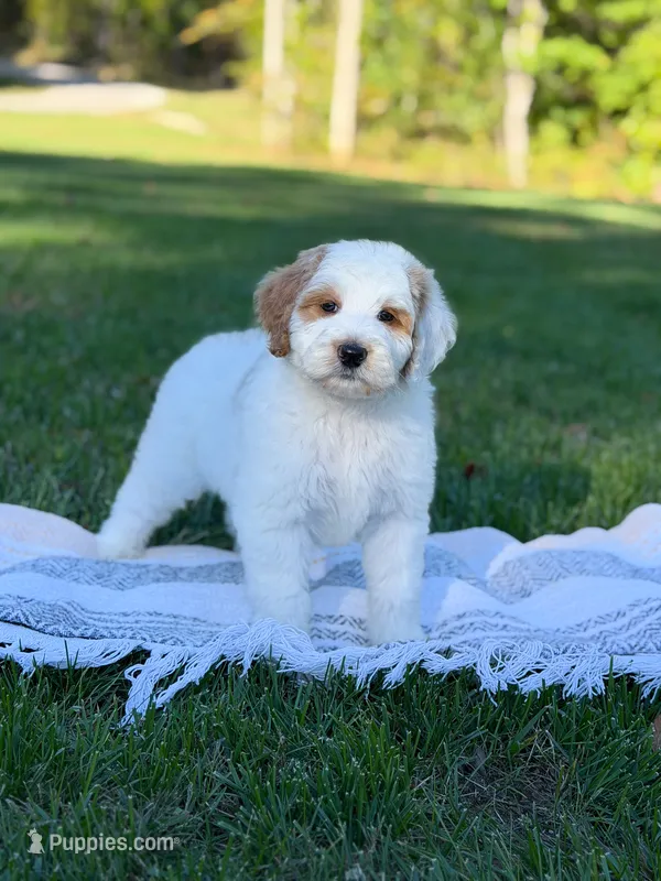 Forest – Goldendoodle puppy for sale in Amelia Court House, VA