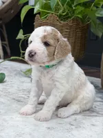 Canyon , a male Goldendoodle for sale in Amelia Court House, VA – 3 of 9
