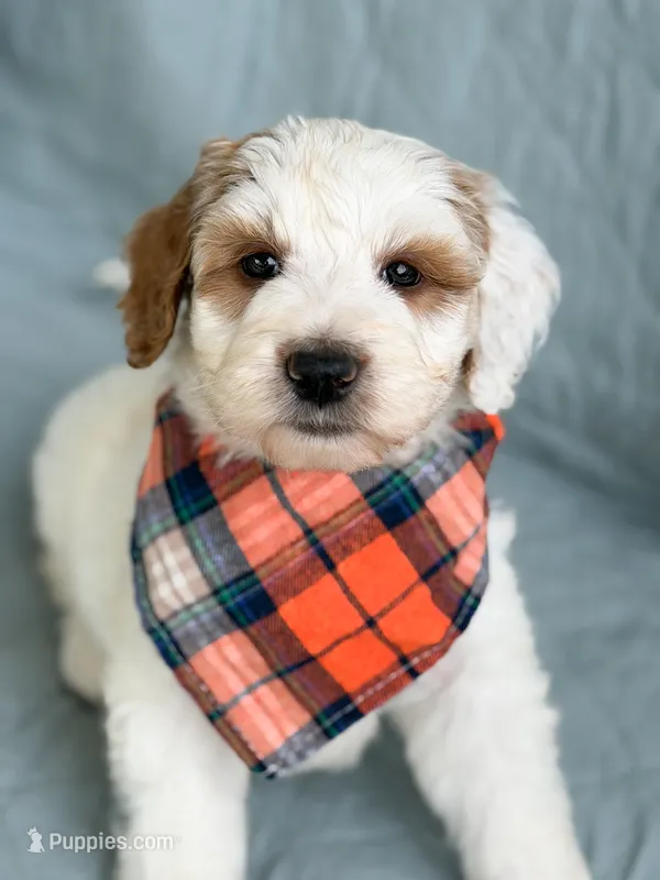 Forest – Goldendoodle puppy for sale in Amelia Court House, VA