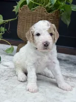 Canyon , a male Goldendoodle for sale in Amelia Court House, VA – 6 of 9