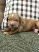 Riley, a male Goldendoodle for sale in Amelia Court House, VA – 5 of 7