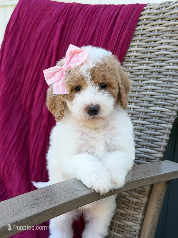 Sage  – Goldendoodle puppy for sale in Amelia Court House, VA