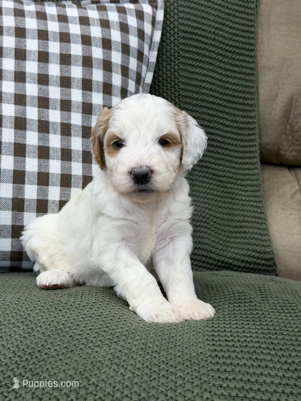 Forest – Goldendoodle puppy for sale in Amelia Court House, VA