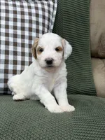 Forest, a male Goldendoodle for sale in Amelia Court House, VA – 1 of 9