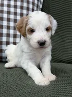 Forest, a male Goldendoodle for sale in Amelia Court House, VA – 5 of 9