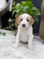 Ranger, a male Goldendoodle for sale in Amelia Court House, VA – 1 of 8