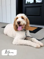 Wren, a female Goldendoodle for sale in Amelia Court House, VA – 6 of 7