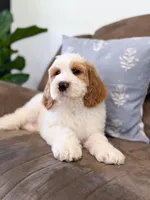 Knox, a male Goldendoodle for sale in Amelia Court House, VA – Photo 5 of 9