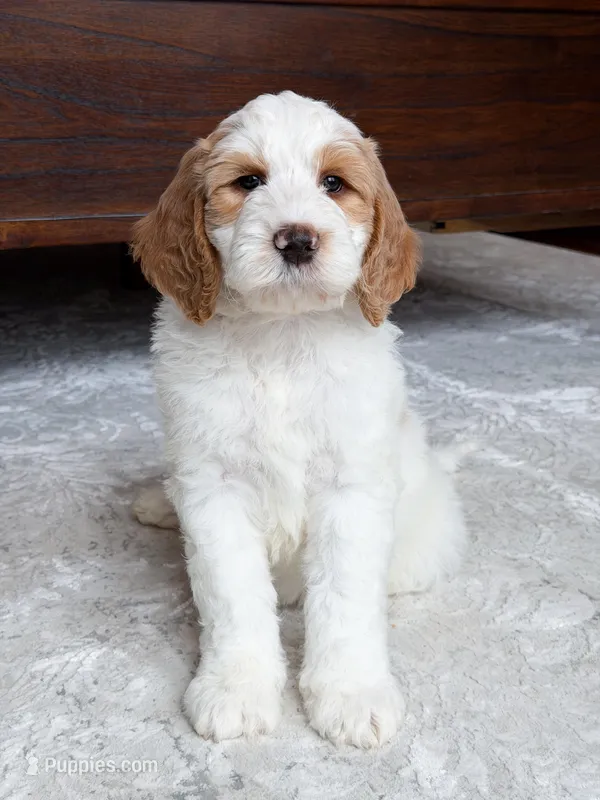 Knox – Goldendoodle puppy for sale in Amelia Court House, VA